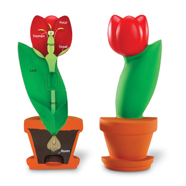 Science.Plant Studies