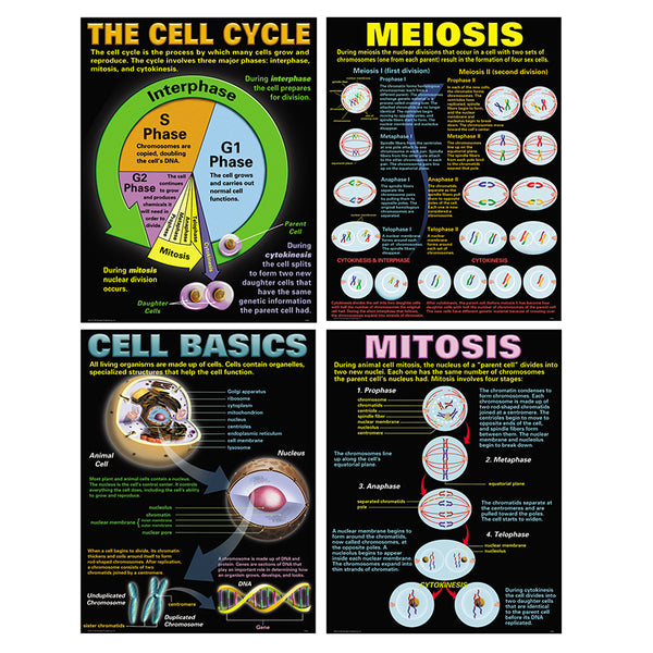 24712 CELLS TEACHING POSTER SET - Factory Select