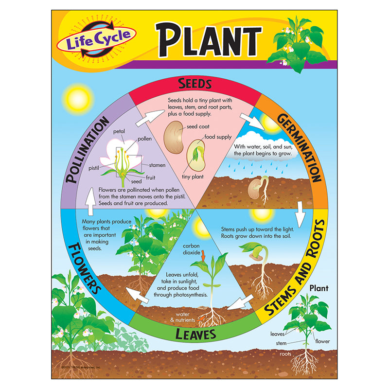 #33781 CHART LIFE CYCLE OF A PLANT K-3